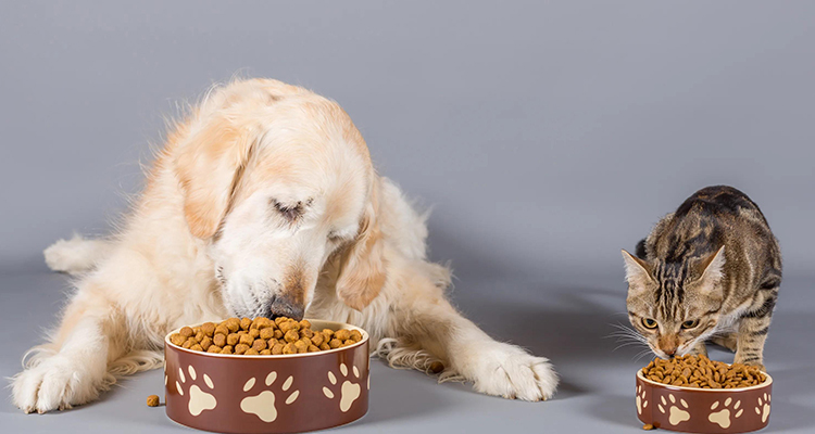 Nourriture/collations pour animaux de compagnie