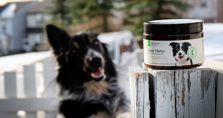 Supplément nutritionnel pour animaux de compagnie