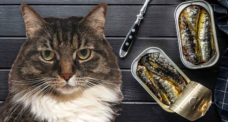 Aliments aquatiques