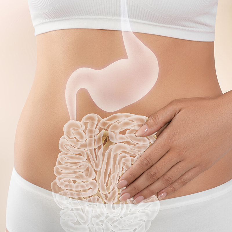 Machine de formage de vermicelles lyophilisées pour la santé gastro-intestinale, produits lyophilisés