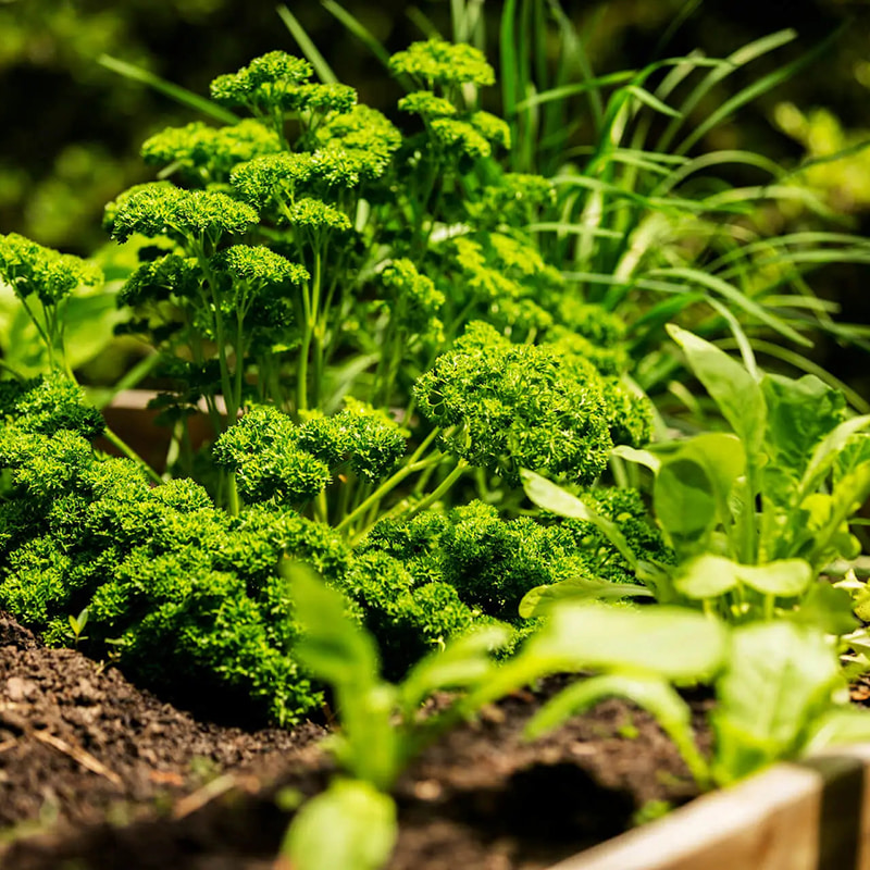 Système de remplissage de bouteilles résistant à la lumière pour herbes